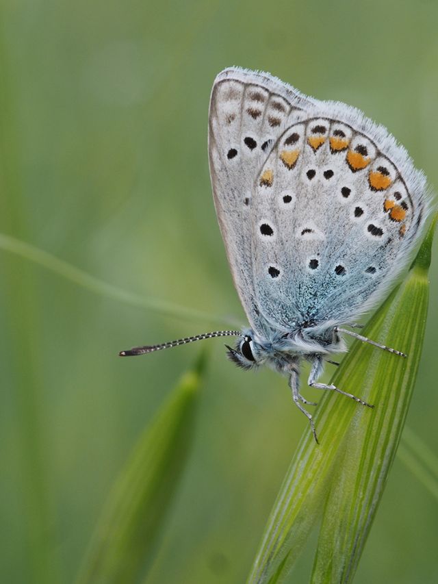 Altra farfalla